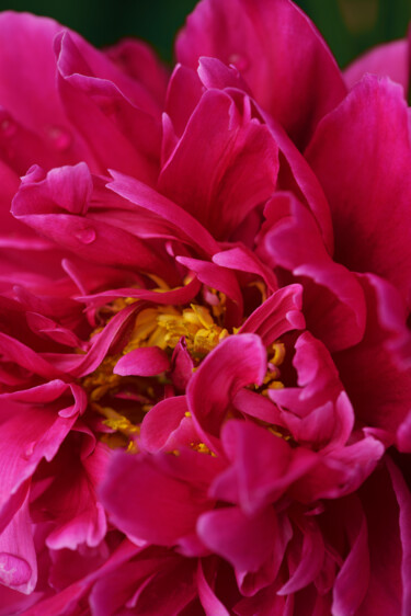 Photography titled "Flowerissimo_10343" by Michael Vdovin, Original Artwork, Digital Photography