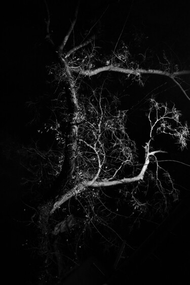 摄影 标题为“tree XLVI” 由Zheka Khalétsky, 原创艺术品, 非操纵摄影