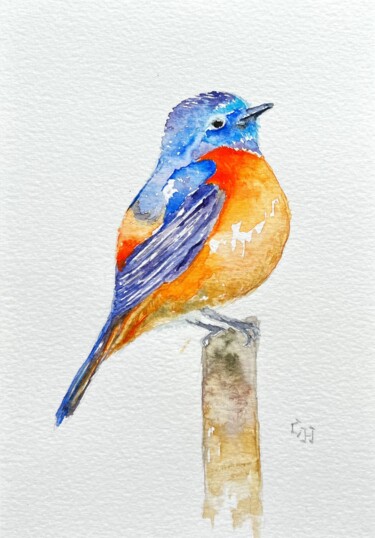 Peinture intitulée "Rougequeue à front…" par Claire Hamant, Œuvre d'art originale, Aquarelle