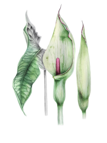 绘画 标题为“Arum albispathum” 由Yulia Zhevnova, 原创艺术品, 水彩
