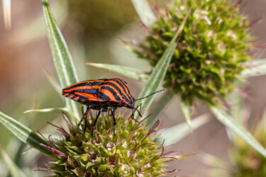 Fotografia intitulada "Insecte en rouge et…" por Lionel Jean-Marie, Obras de arte originais, Fotografia Não Manipulada