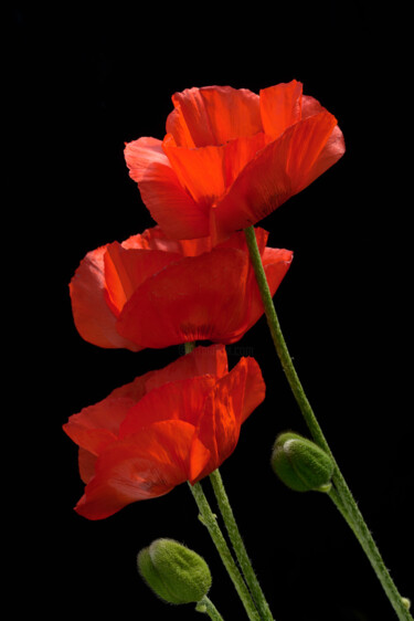 "Flowerissimo_14767" başlıklı Fotoğraf Michael Vdovin tarafından, Orijinal sanat, Dijital Fotoğrafçılık