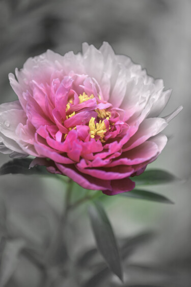 摄影 标题为“Flowerissimo_10362” 由Michael Vdovin, 原创艺术品, 数码摄影