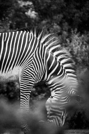 Photography titled "Zebra - Black and W…" by Farzad Frames, Original Artwork, Digital Photography