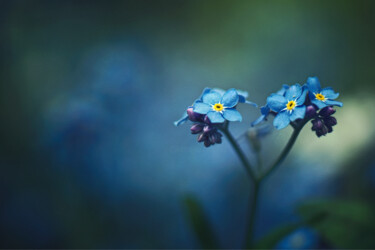 Photographie intitulée "Beauty of Myosotis" par Zbigniew Kubasiak, Œuvre d'art originale, Photographie numérique