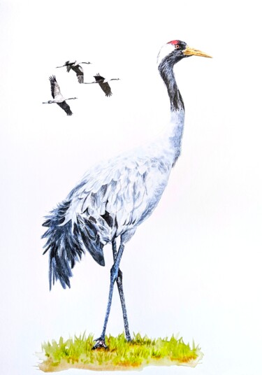 Peinture intitulée "La Grue cendrée" par Muriel Barrat, Œuvre d'art originale, Aquarelle