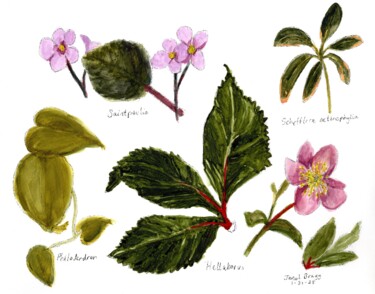 Botanical Illustration Variety I