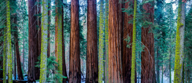 Millenium Forest Photographie intitulée "Millenium Forest" par Philip Richard, Œuvre d'art originale, Photographie non manipulée Monté sur Pl…