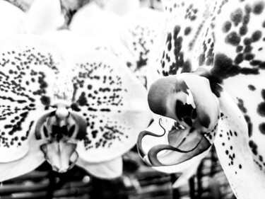 Photography titled "The Alien Orchid's…" by Sanzhi Chieh, Original Artwork, Digital Photography