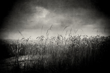 Photographie intitulée "Blé 1" par Jean-François Mansencal, Œuvre d'art originale, Photographie numérique