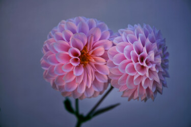 "Flowerissimo_17211" başlıklı Fotoğraf Michael Vdovin tarafından, Orijinal sanat, Dijital Fotoğrafçılık