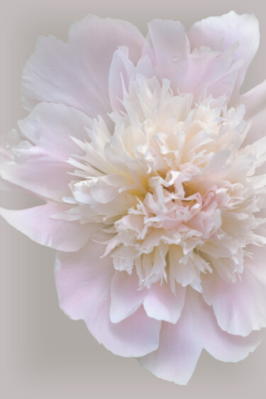摄影 标题为“Flowerissimo_10424” 由Michael Vdovin, 原创艺术品, 数码摄影