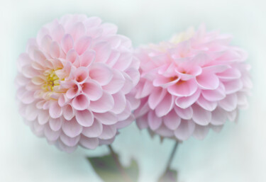 摄影 标题为“Flowerissimo_16756” 由Michael Vdovin, 原创艺术品, 数码摄影