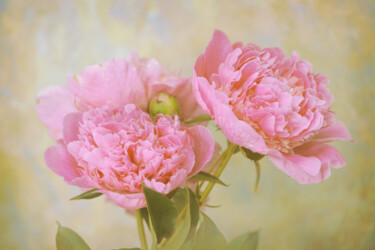 摄影 标题为“Flowerissimo_15859” 由Michael Vdovin, 原创艺术品, 数码摄影