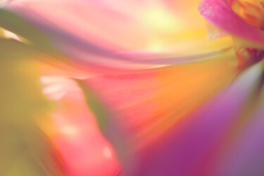 摄影 标题为“Flowerissimo_17661” 由Michael Vdovin, 原创艺术品, 数码摄影