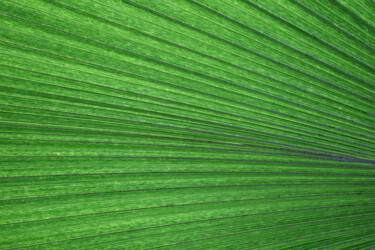 Fotografia intitolato "green lines" da Andreas Benz, Opera d'arte originale, Fotografia digitale