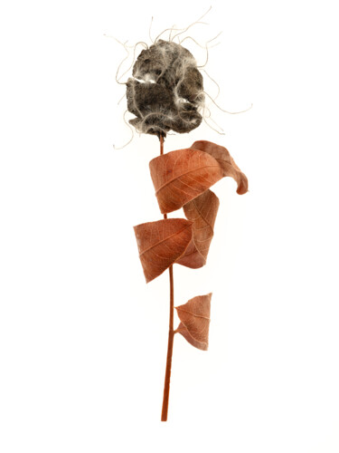 Broken Flower (Nr.4) "Broken Flower (Nr.4)" başlıklı Fotoğraf Florian Gruber tarafından, Orijinal sanat, Dijital Fotoğrafçılık