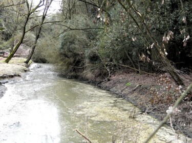 Fotografia intitolato "Hidden swamp" da Irvin Grassi, Opera d'arte originale, Fotografia digitale Montato su Alluminio