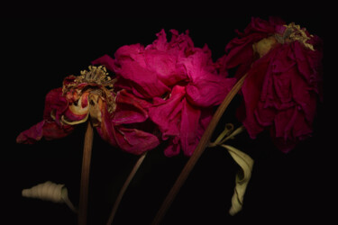 摄影 标题为“Flowerissimo_10078” 由Michael Vdovin, 原创艺术品, 数码摄影