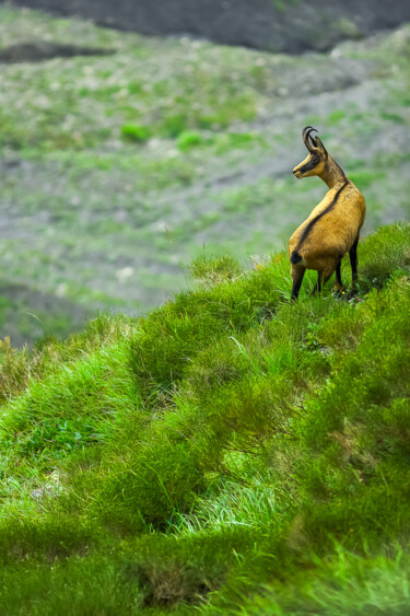 Un chamois au printemps. Photographie intitulée "Un chamois au print…" par Patrick Rey, Œuvre d'art originale, Photographie non manipulée