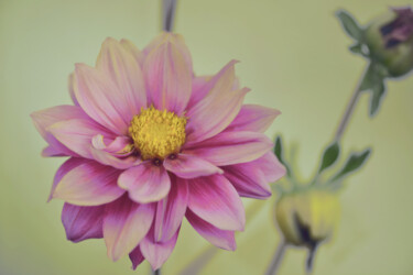 摄影 标题为“Flowerissimo_17776” 由Michael Vdovin, 原创艺术品, 数码摄影