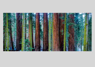 Photographie intitulée "Millenium Forest 6/…" par Philip Richard, Œuvre d'art originale, Photographie non manipulée Monté su…