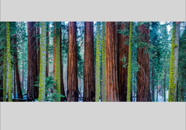 Photographie intitulée "Millenium Forest 4/…" par Philip Richard, Œuvre d'art originale, Photographie non manipulée Monté su…