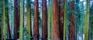 Photographie intitulée "Millenium Forest 3/…" par Philip Richard, Œuvre d'art originale, Photographie non manipulée Monté su…