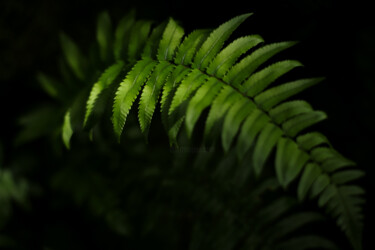 Photography titled "Emerald Serenity" by Viktoriia Gladkova, Original Artwork, Digital Photography