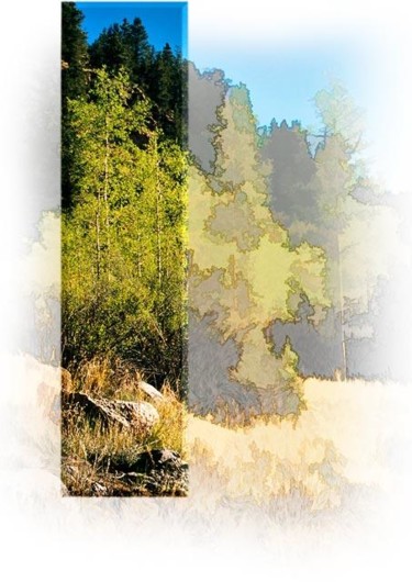Photography titled "at the creek - June" by John Stevenson, Original Artwork