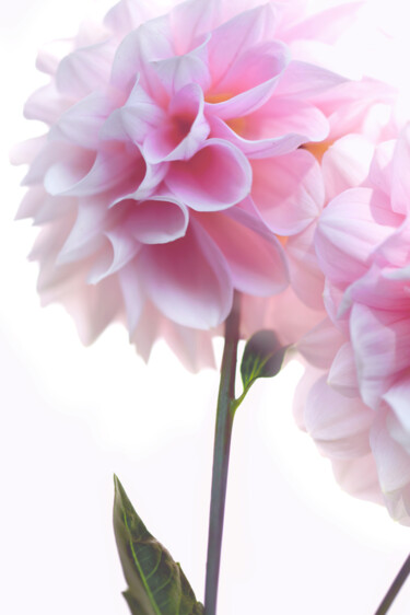 摄影 标题为“Flowerissimo_17250” 由Michael Vdovin, 原创艺术品, 数码摄影