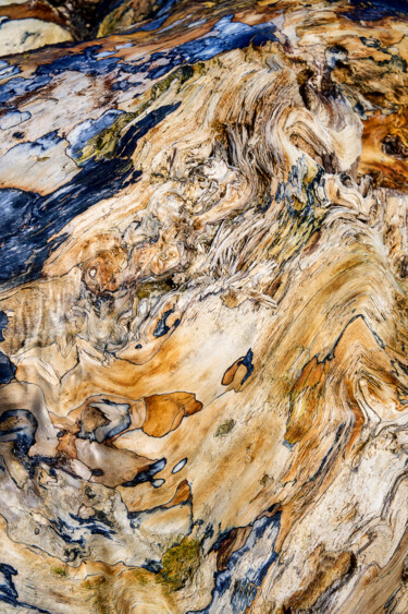 Fotografía titulada ""DRIFT  WOOD"" por Jean Claude Lataste, Obra de arte original, Fotografía digital