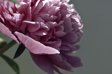 摄影 标题为“Flowerissimo_18761” 由Michael Vdovin, 原创艺术品, 数码摄影