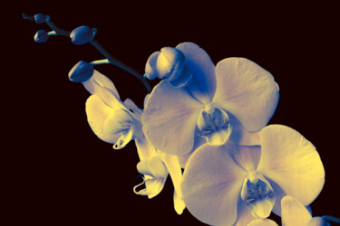 Photography titled "Orchidée" by Marina Brun, Original Artwork, Digital Photography