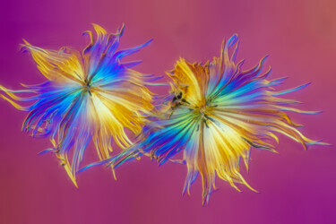 Fotografie getiteld "Trichomes 2" door Walter Machielsen, Origineel Kunstwerk, Digitale fotografie