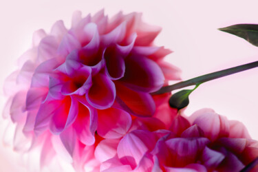 제목이 "Flowerissimo_17253"인 사진 Michael Vdovin로, 원작, 디지털