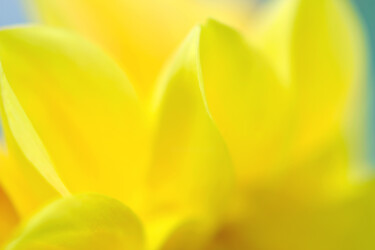 "Flowerissimo_17895" başlıklı Fotoğraf Michael Vdovin tarafından, Orijinal sanat, Dijital Fotoğrafçılık