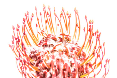 摄影 标题为“"Efflorescence"” 由Olivier D'Auria, 原创艺术品, 数码摄影