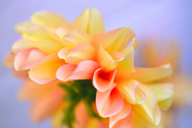 摄影 标题为“Flowerissimo_15752” 由Michael Vdovin, 原创艺术品, 数码摄影