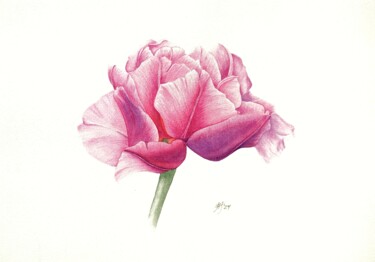 Картина под названием "Tulip" - Marina Tolkachyova, Подлинное произведение искусства, Акварель
