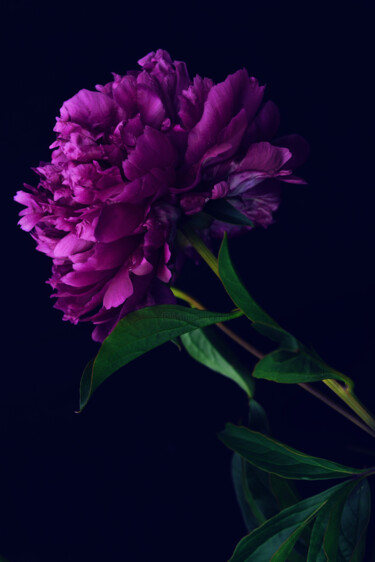 摄影 标题为“Flowerissimo_17098” 由Michael Vdovin, 原创艺术品, 数码摄影
