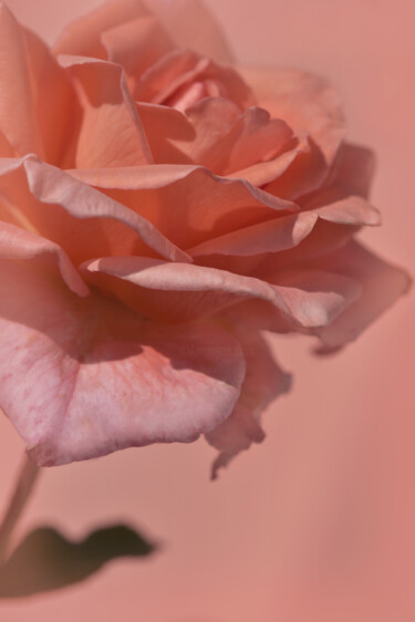 "Flowerissimo_19399" başlıklı Fotoğraf Michael Vdovin tarafından, Orijinal sanat, Dijital Fotoğrafçılık