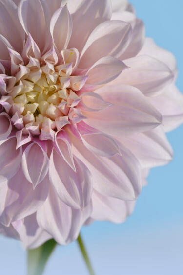 摄影 标题为“Flowerissimo_11006” 由Michael Vdovin, 原创艺术品, 数码摄影