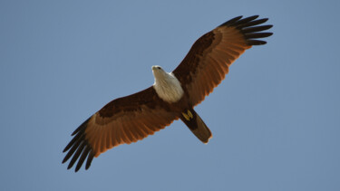 Photographie intitulée "Fishing Eagle" par Michel Kergonna, Œuvre d'art originale, Photographie numérique Monté sur Aluminium