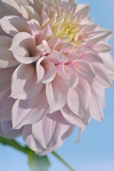 摄影 标题为“Flowerissimo_11005” 由Michael Vdovin, 原创艺术品, 数码摄影