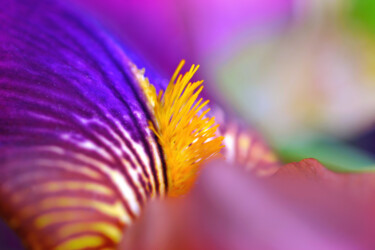 Photography titled "Flowerissimo_17447" by Michael Vdovin, Original Artwork, Digital Photography