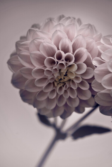 摄影 标题为“Flowerissimo_15734” 由Michael Vdovin, 原创艺术品, 数码摄影