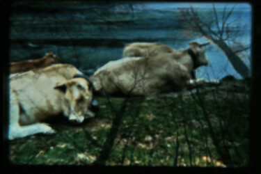 Photography titled "décadré la foret 3" by Pauline Foucart, Original Artwork, Non Manipulated Photography