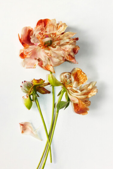 摄影 标题为“Three wilted peony…” 由Volha Kliukina, 原创艺术品, 非操纵摄影