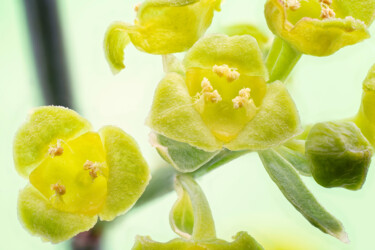 Photography titled "Yellow buds" by Fabiano Sodi, Original Artwork, Digital Photography
